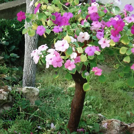 Guest house Exotica 2*