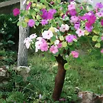 Gæstehus Exotica 2*
