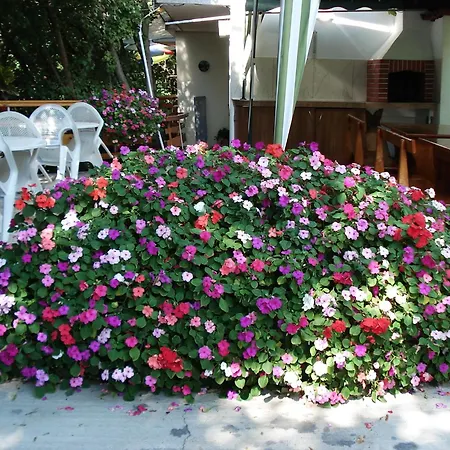 Guest house Exotica