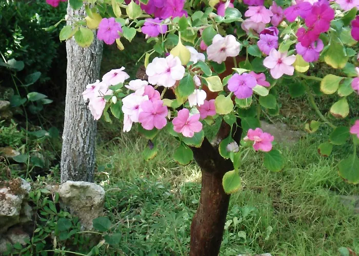 Affittacamere Exotica 2*